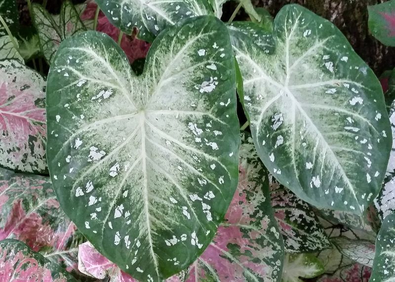 Starry Night Caladium
