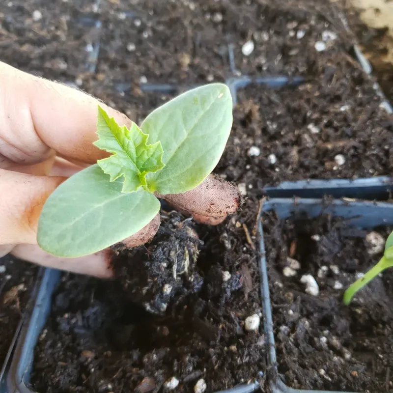 Transplanting Seedlings