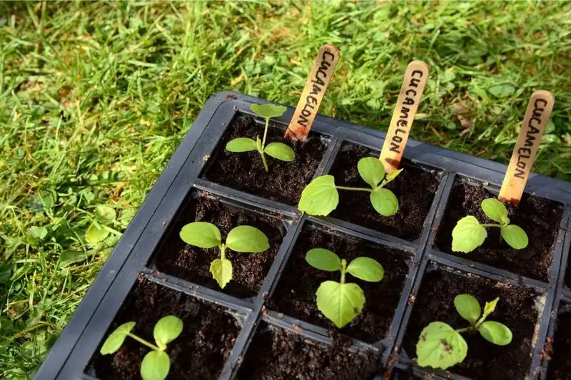 Start from Seeds Indoors