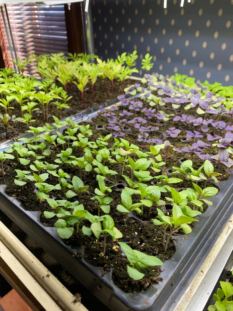 Starting Seeds Indoors