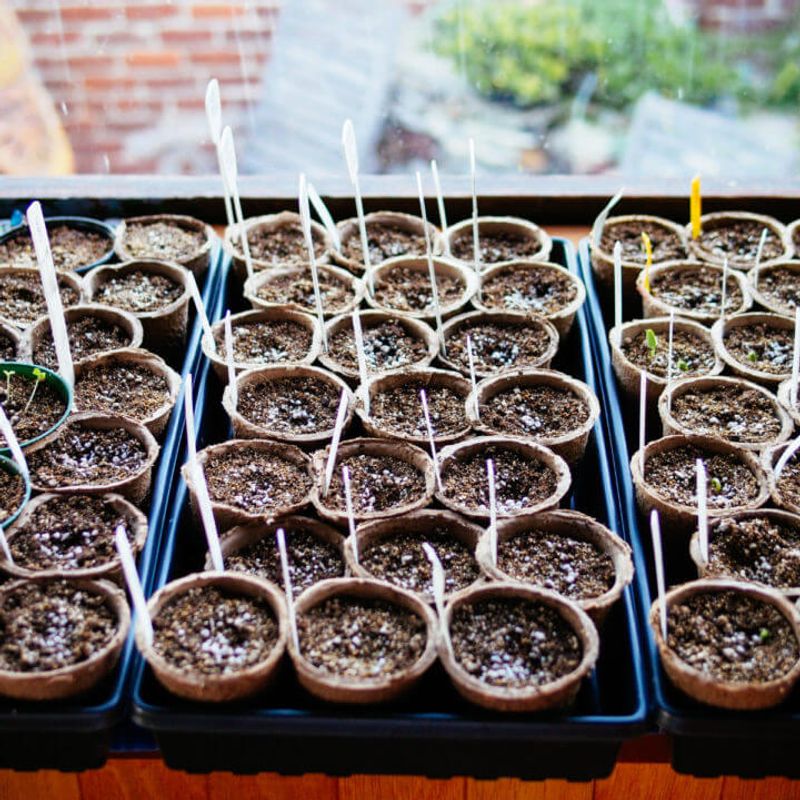 Starting Seeds Indoors