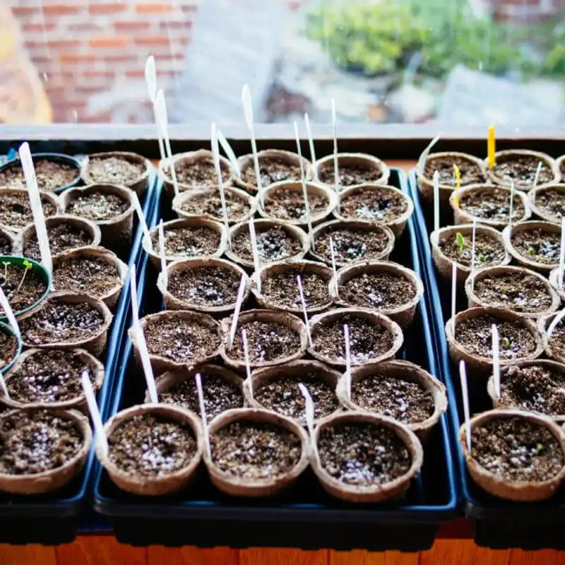 Starting Seeds Indoors