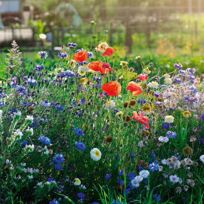 Wildflower Meadows