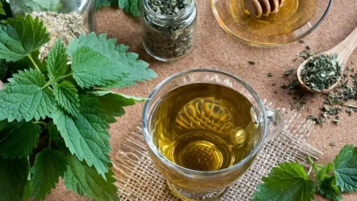 Stinging Nettles: The Weed Gardeners Hate (Until They Use It Right)