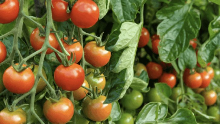 Stop Growing These 6 ‘Easy Care’ Vegetables—They’re Actually High Maintenance (Grow These 10 Instead)