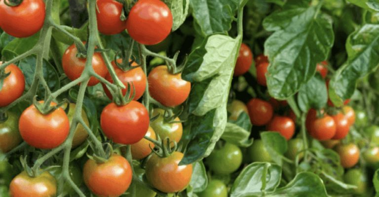 Stop Growing These 6 ‘Easy Care’ Vegetables—They’re Actually High Maintenance (Grow These 10 Instead)