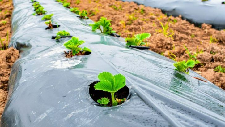 Stop Mulching With These 9 Materials—They Actually Harm Your Plants (Use These 9 Instead)