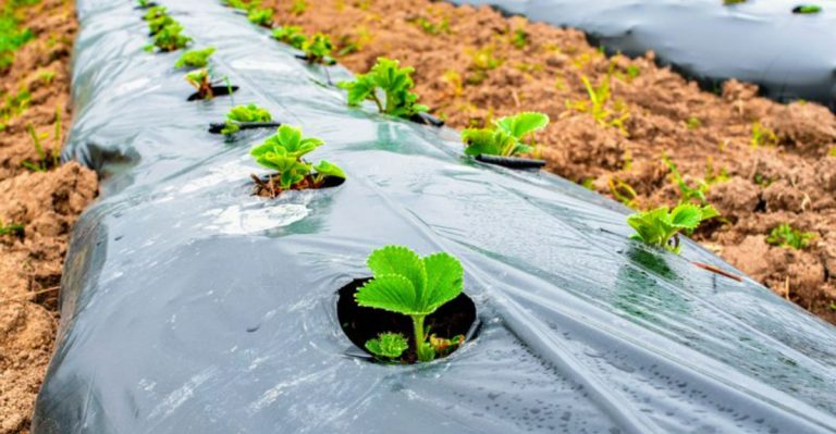 Stop Mulching With These 9 Materials—They Actually Harm Your Plants (Use These 9 Instead)