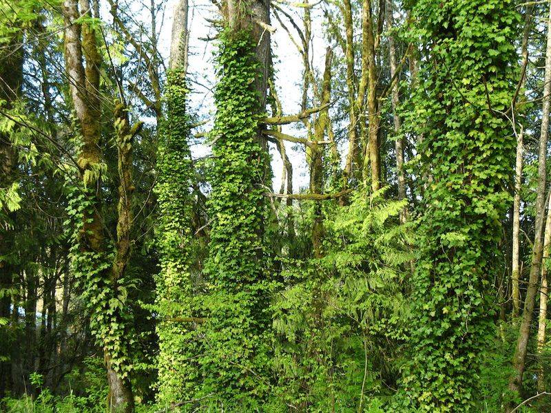 English Ivy