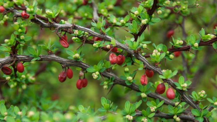 Stop Planting These 12 ‘Wildlife-Friendly’ Plants—They’re Actually Invasive (Try These 10 Instead)