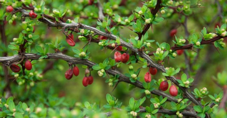 Stop Planting These 12 ‘Wildlife-Friendly’ Plants—They’re Actually Invasive (Try These 10 Instead)