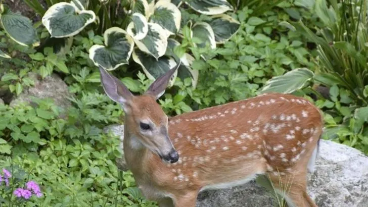 Stop Planting These 7 ‘Deer-Resistant’ Plants (Plant These 12 Instead)