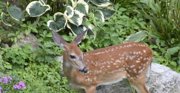 Stop Planting These 7 ‘Deer-Resistant’ Plants (Plant These 12 Instead)