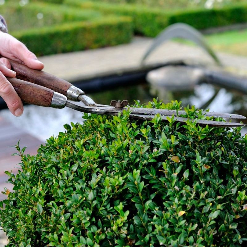 Boxwood