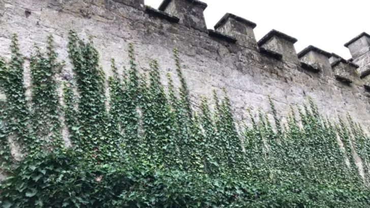 Stop Planting for Curb Appeal—These 18 Plants Look Great but Do Nothing Else