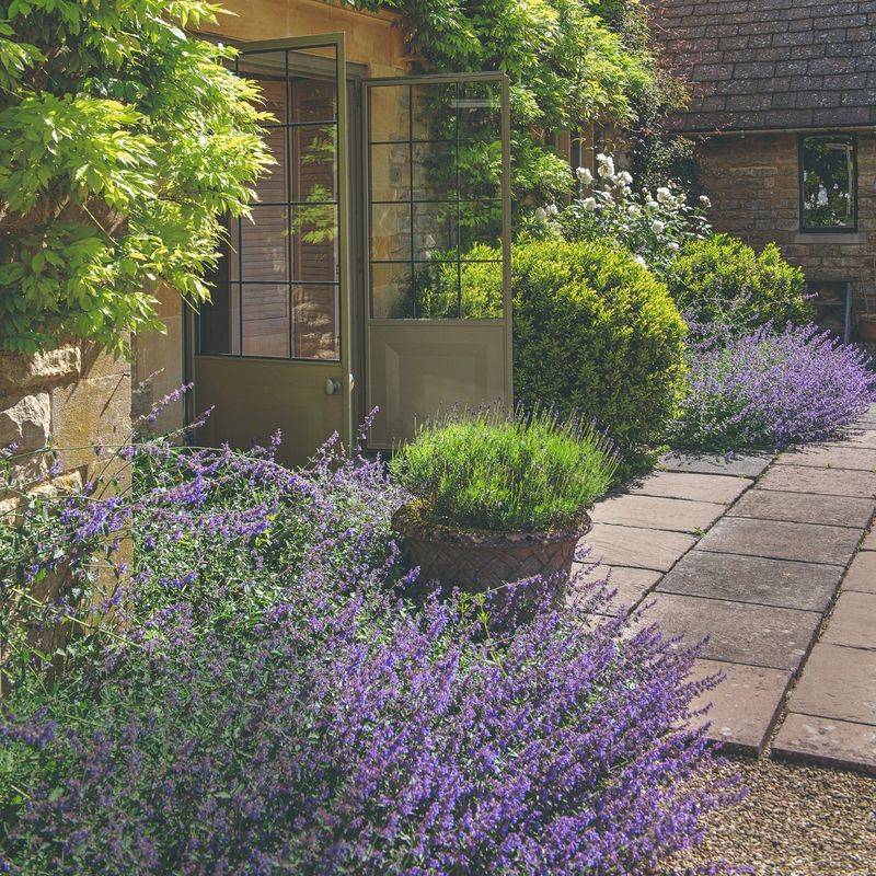 Lavender