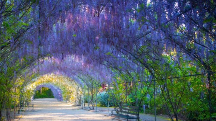 Stop Pruning These 23 Plants—They Actually Thrive When Left Alone