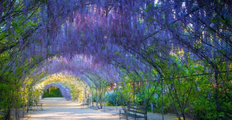Stop Pruning These 23 Plants—They Actually Thrive When Left Alone
