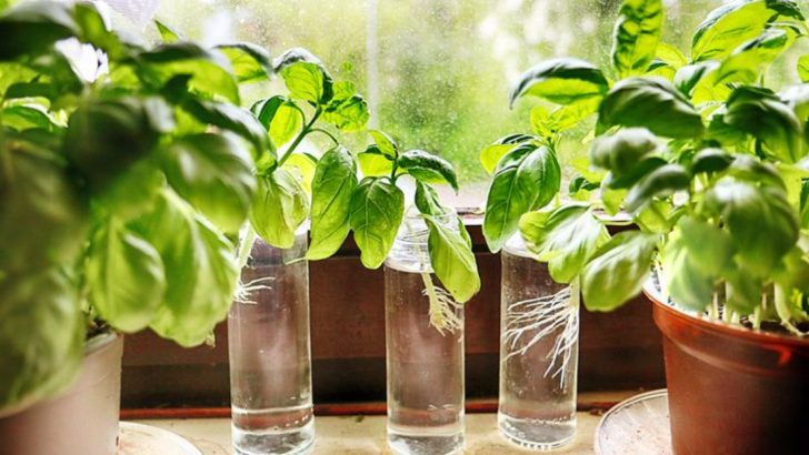 Stop Struggling with Hydroponics—These 17 Plants Grow Themselves in Water