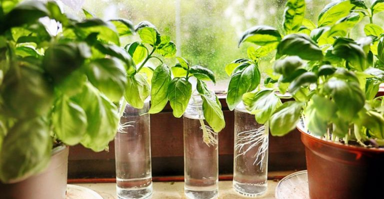 Stop Struggling with Hydroponics—These 17 Plants Grow Themselves in Water