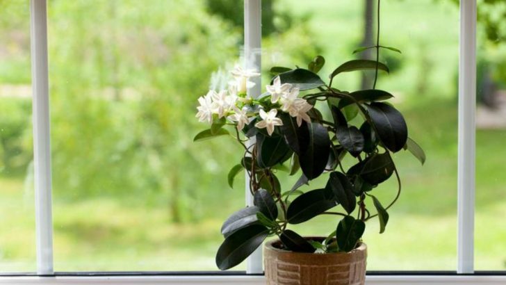 Stop Wasting Money on These 19 Plants—They Always Die in Apartments