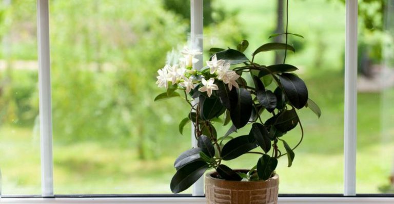 Stop Wasting Money on These 19 Plants—They Always Die in Apartments