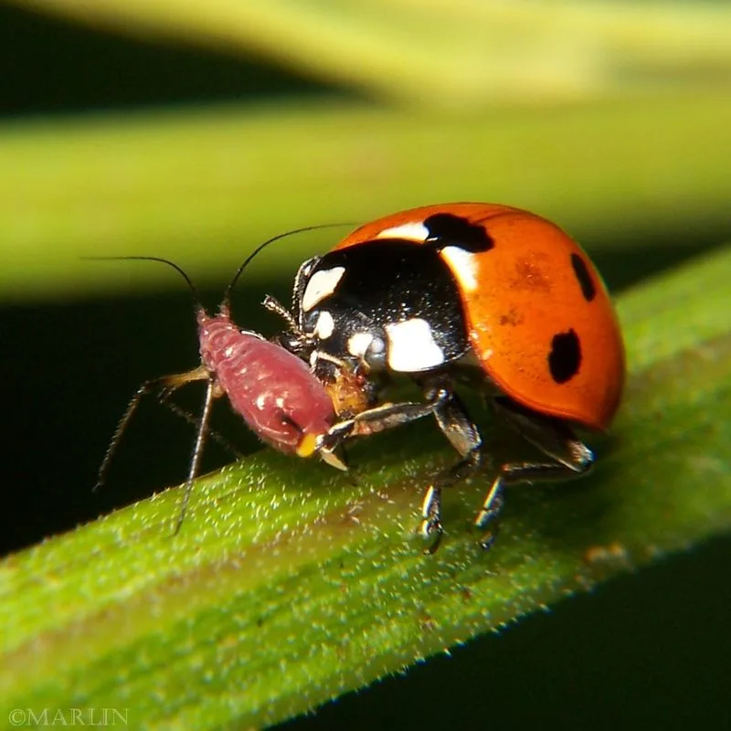 Ladybugs: Nature's Predators