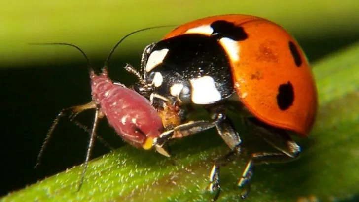 Stop the June Aphid Explosion Before It Destroys Your Garden