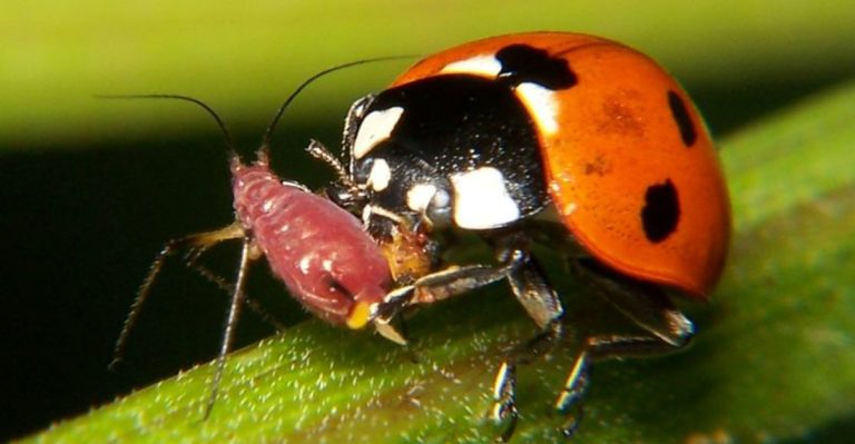 Stop the June Aphid Explosion Before It Destroys Your Garden