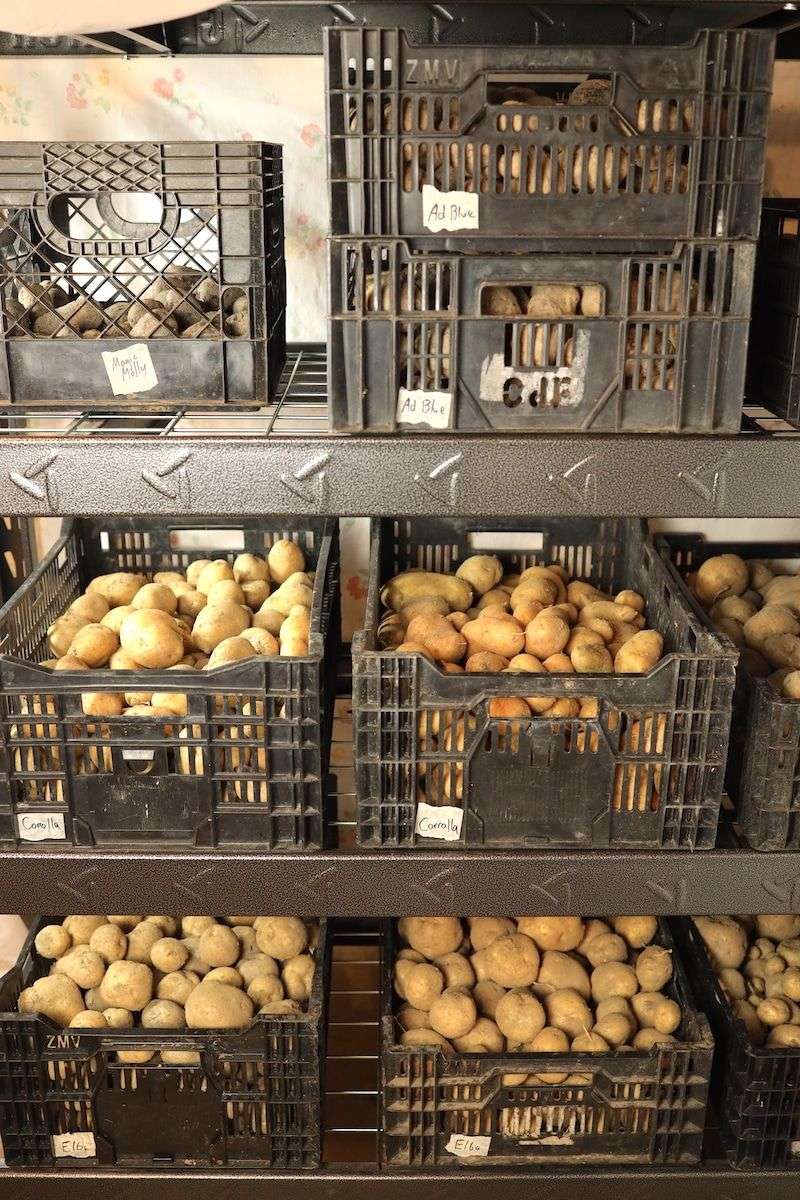 Store Potatoes Correctly
