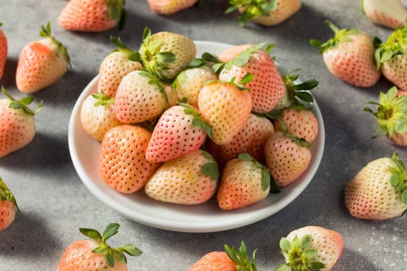 Storing Freshly Harvested Pineberries