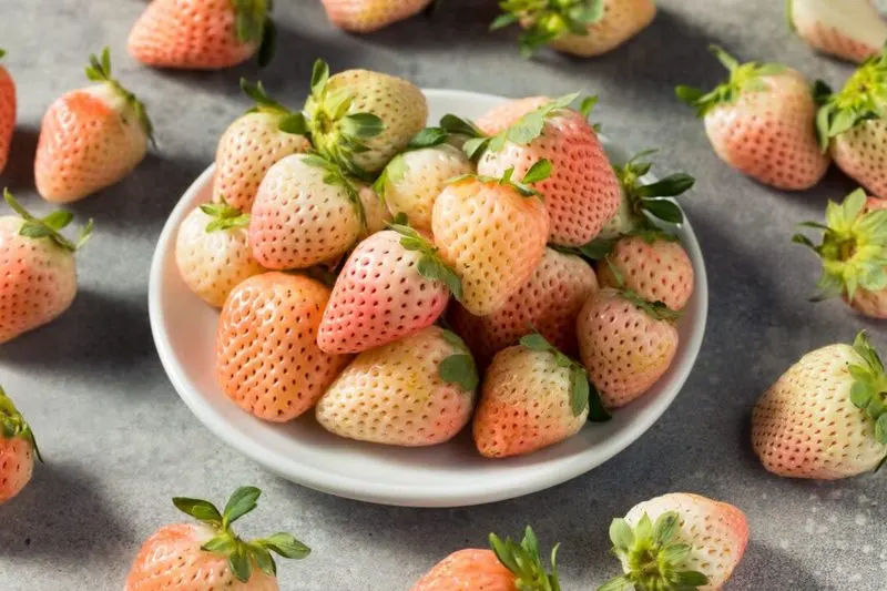 Storing Freshly Harvested Pineberries