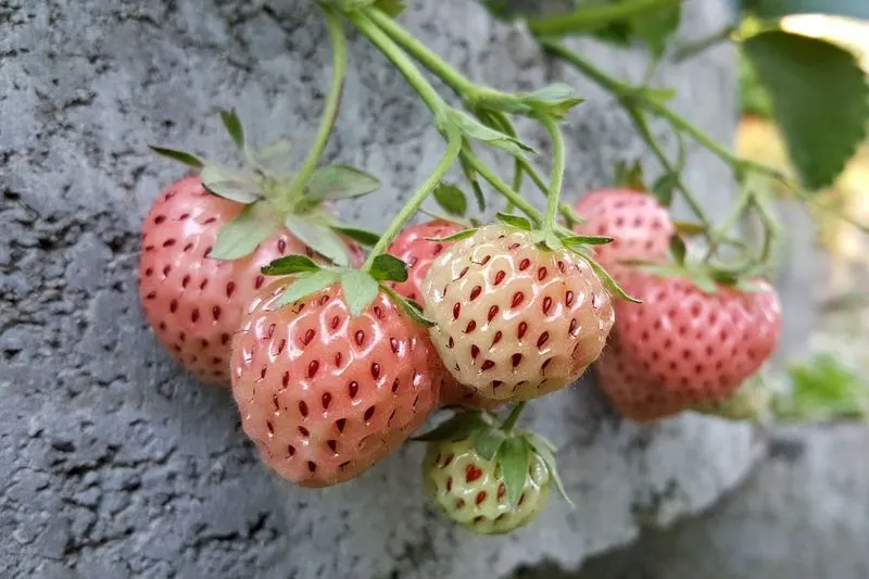 Understanding Pineberry Growth Cycle