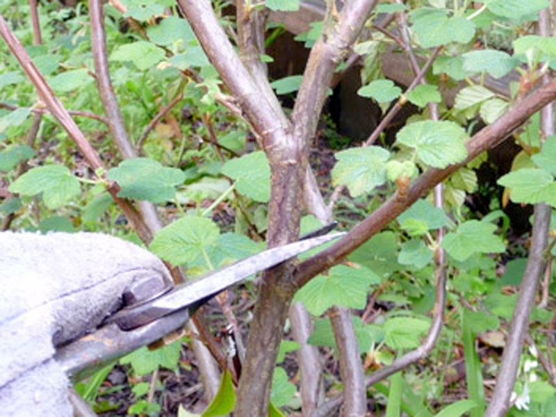 Strategic Pruning Practices
