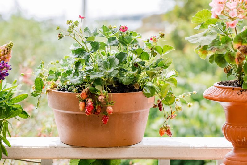 Strawberries