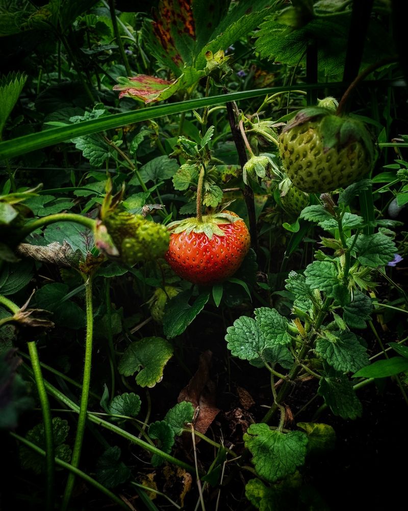Strawberries & Borage