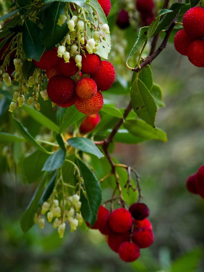 Strawberry Tree