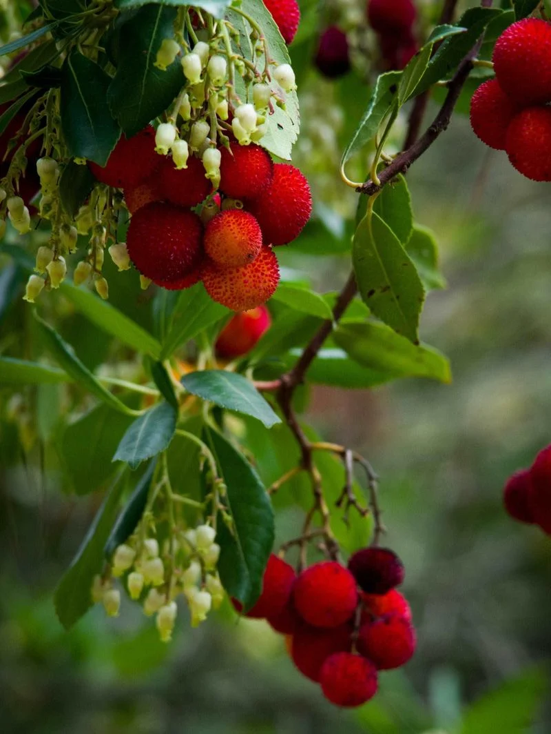 Strawberry Tree