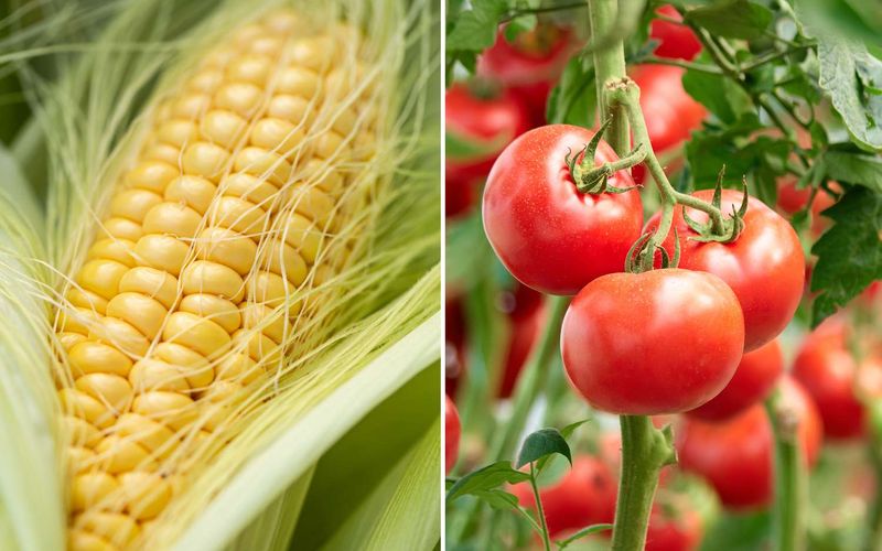 Corn and Tomato