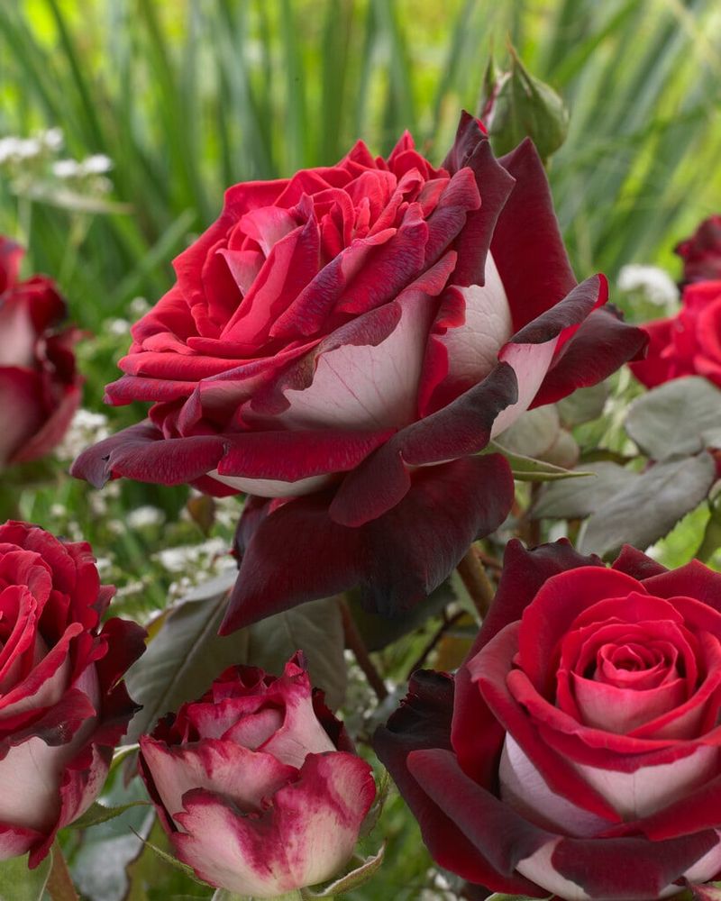 Enchanting Fragrance