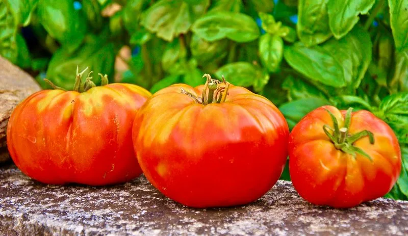 Striped German Tomato