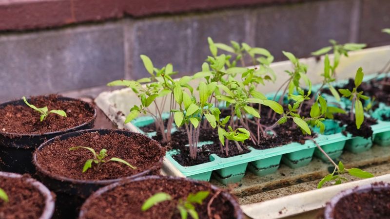 Stunted Growth