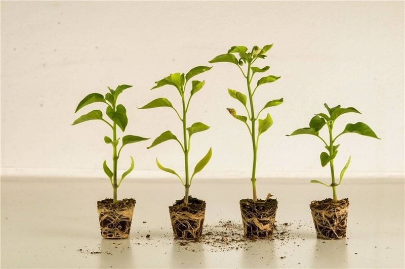 Stunted Growth