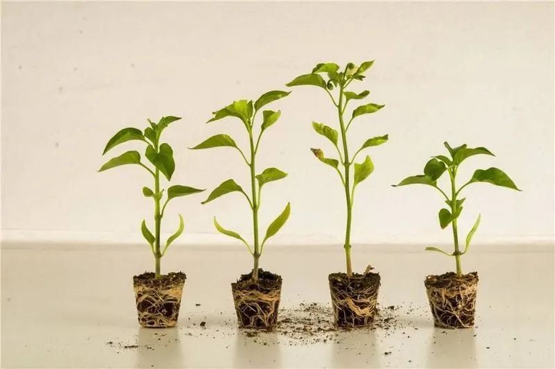 Stunted Growth
