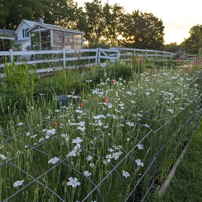 Secure Plant Cages