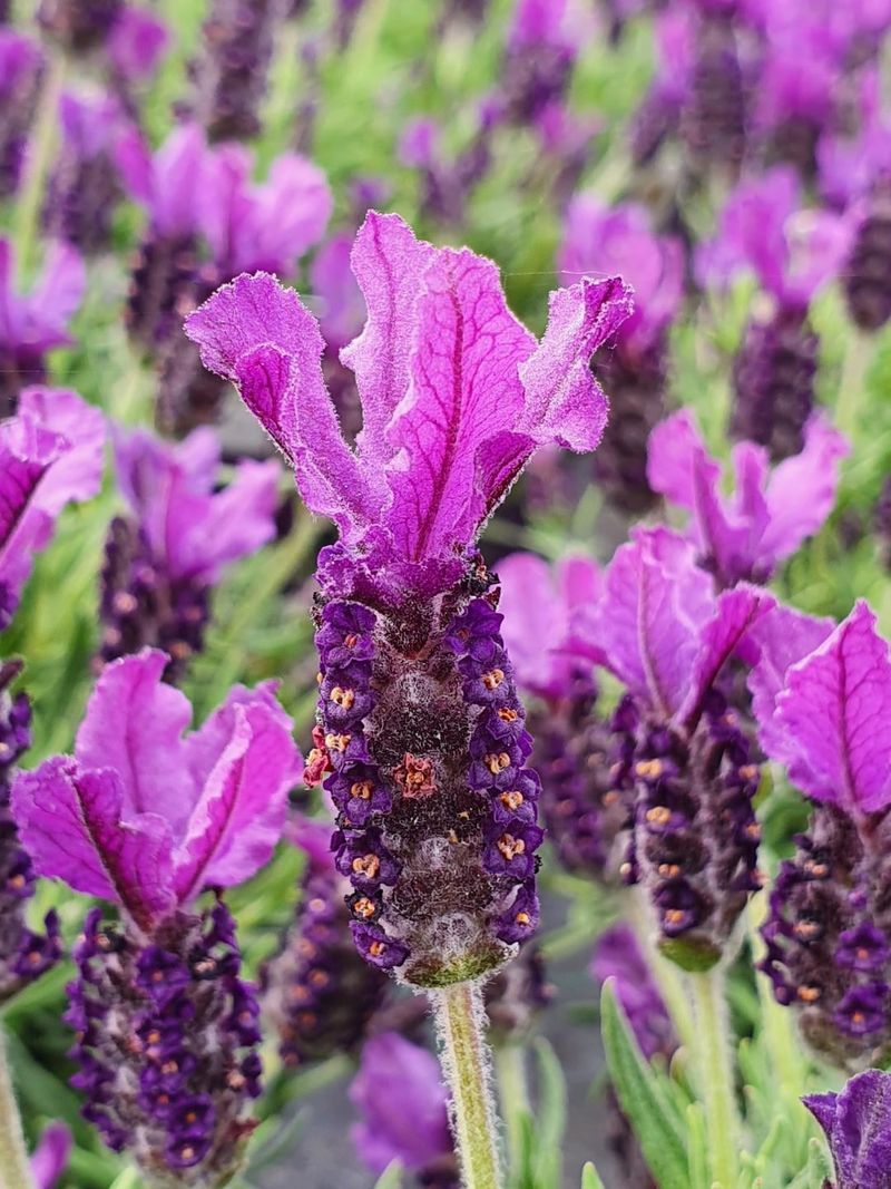 Lesser-Known Lavender