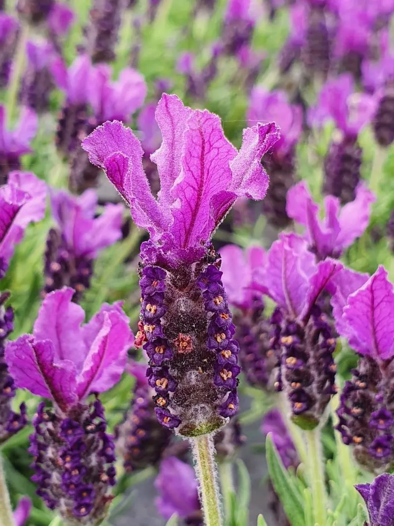 Lesser-Known Lavender
