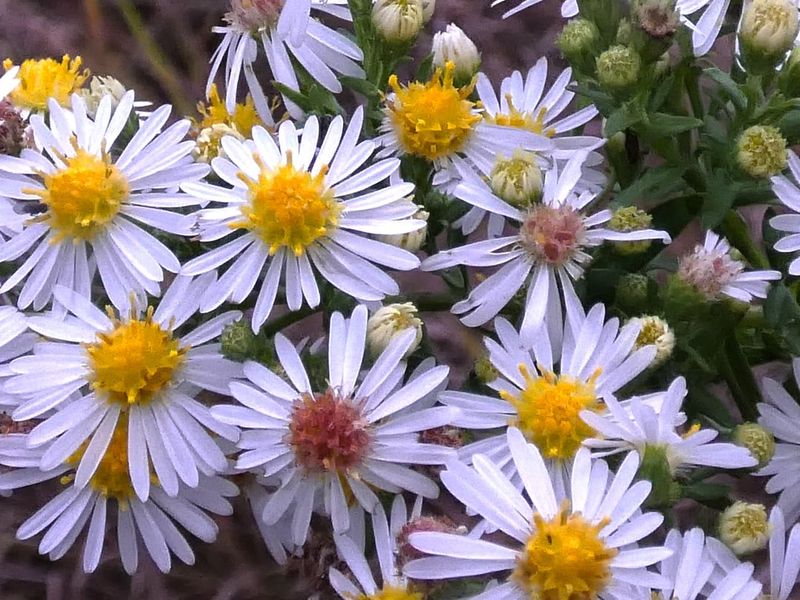 Unassuming Aster Relative