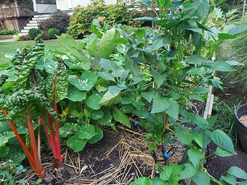 Succession Planting Techniques