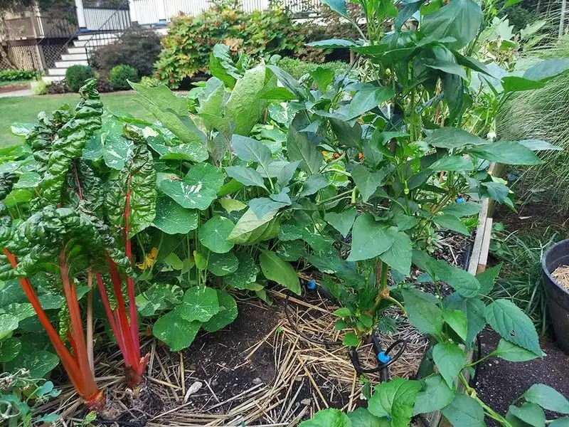 Succession Planting Techniques